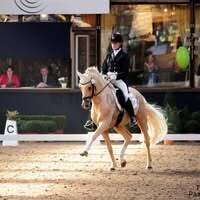 Profile picture Reitponygestüt Aspel