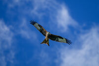 Profile picture Silvia